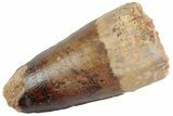 Fossil Spinosaurus Tooth - Feeding Worn Tooth #368061-1